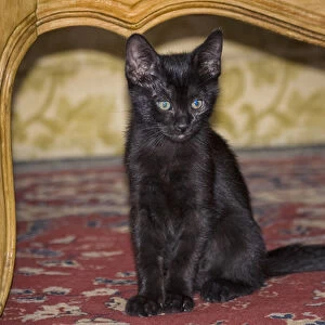 Black Kitten sitting on rug