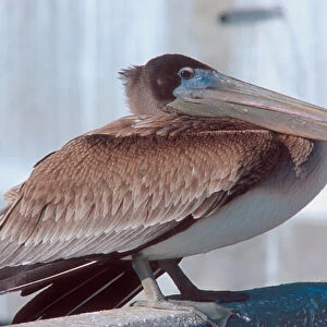 Brown pelican in Florida. brown pelican, bird, wildlife, seabird, bill, feathers