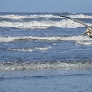 Brown Pelican flying, New Smyrna Beach, Florida, USA