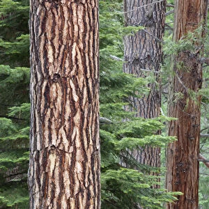 CA, Yosemite NP, Ponderosa pine and Incense cedar trees