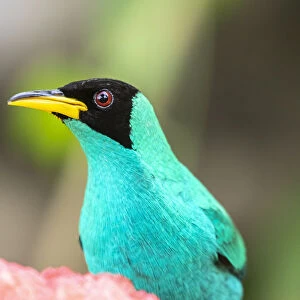 Caribbean, Trinidad, Asa Wright Nature Center. Male green honeycreeper bird close-up