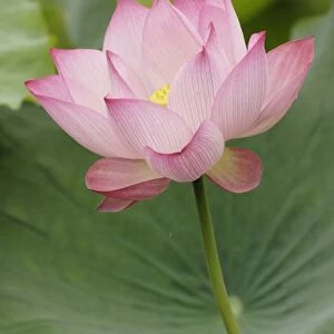 Close up of Lotus flower, (Nelumbo nucifera), China, Asia