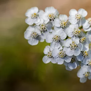 Close-up of the flowering yarrow, Achillea