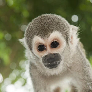 Common Squirrel Monkey (Saimiri sciureus), CAPTIVE pet, Coca Town, Amazon Rainforest, ECUADOR