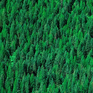 Conifer tree forest in north west Canada. conifer, tree, forest, forestry