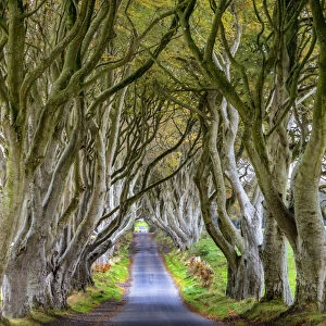 The Dark Hedges in County Antrim, Northern Ireland