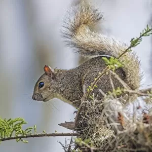 Eastern gray squirrel, Circle B Ranch, Florida