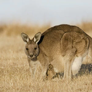Eastern Grey Kangaroo or Forester Kangaroo (Macropus giganteus), Tasmania, Australia