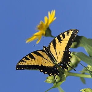 Eastern Tiger Swallowtails (Papilio glaucus) on Cup Plant (Silphium perfoliatum) Marion Co
