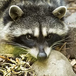 Eatonville, Washington State, USA. Sleepy northern raccoon at Northwest Trek Wildlife Park