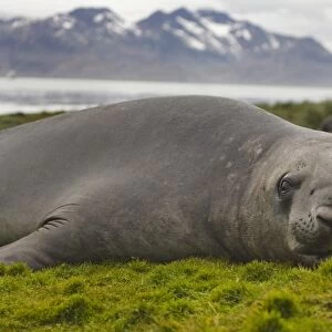Elephant seal (Mirounga leonina) on the island, Hercules Bay, South Georgia, Antarctica