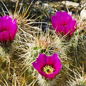 Engelmann Hedgehog cactus (Echinocereus engelmannii) in bloom in Plum Canyon, Anza-Borrego