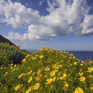 Europe, Greece, Santorini. Wildflowers and ocean landscape