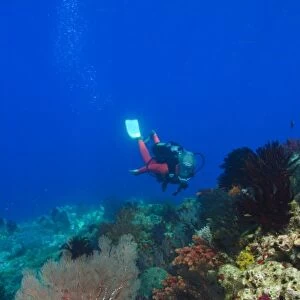 female scuba diver near brilliant colored Soft Corals (Dendronepthya sp. ) Raja Ampat