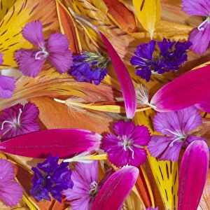 Flower petals arrangement, Marion County, Illinois