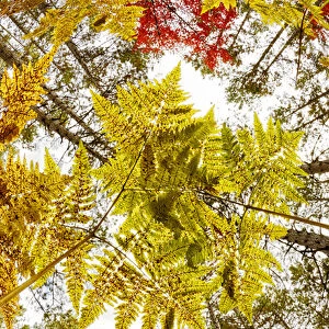 Forest floor view skyward beneath ferns, Hiawatha National Forest, Upper Peninsula