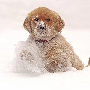 Golden Retriever Pup in Snow