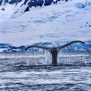 Humpback Baleen Whale Tail Chasing Krill blue Charlotte Bay, Antarctica