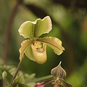 Hybrid Ladyslipper Orchids, Paphiopedilum spp. Selby Gardens, Sarasota, Florida