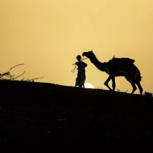 India, Gujarat, Bhuj, Great Rann of Kutch, Tribe. Camels
