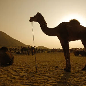 India; Rajasthan; Pushkar. During the annual Pushkar Camel Festival tens of thousands