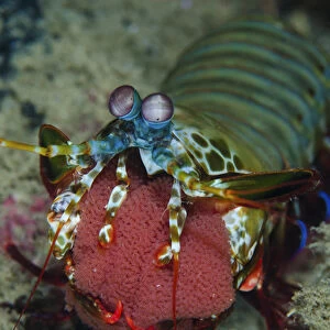 Indonesia, Lembeh Strait, Sulawesi. Mantis shrimp carrying eggs in mouth. Credit as