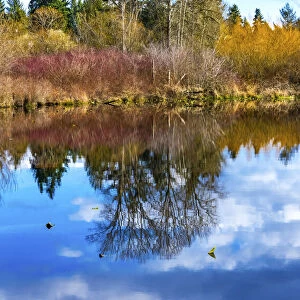 Larsen Lake reflection, Bellevue, Washington State. Originally Established 1940
