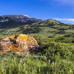 Lichen encrusted rock and wild iris lead to Fairview Mountain along the Rocky Mountain
