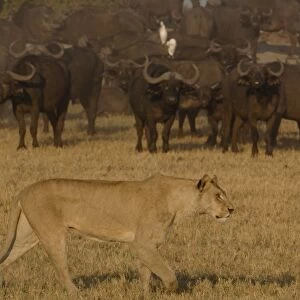 Lion pride (Panthera leo) following the buffalo herd (Syncerus caffer) - which number