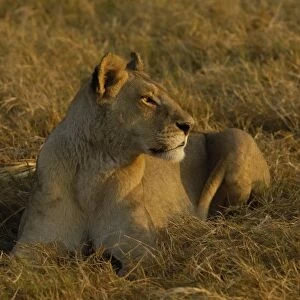 Lioness (Panthera leo) watching buffalo (Syncerus caffer) herd from a distance. Duba Plains area