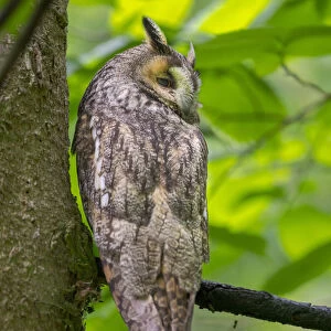 Long-eared owl (Asio otus). National Park Bavarian Forest, enclosure