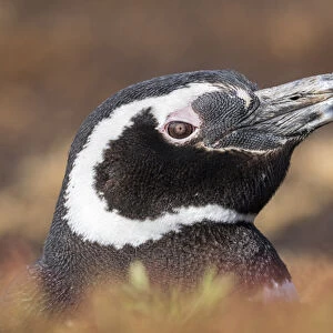 Magellanic Penguin (Spheniscus magellanicus), portrait at burrow. South America