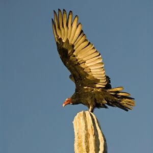 Mexico, Baja California, Sonoran Desert. Classic desert scenic with Turkey Vulture