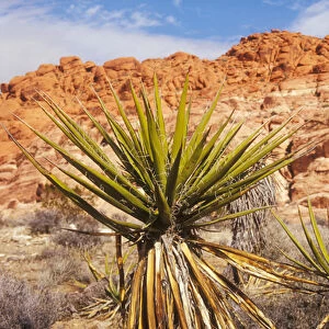 Mojave Yucca with brightly colored rock formations at Red Rock Canyon National Conservation Area