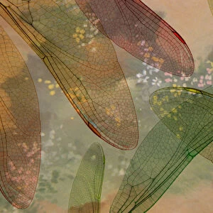 Montage abstract of dragonfly wings and flower background