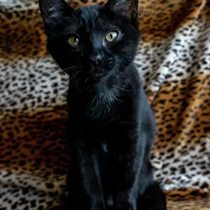 Two month old black kitten (PR)