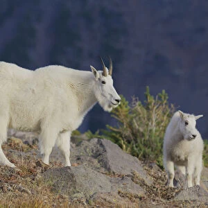 Mountain Goat; Nanny with Kid