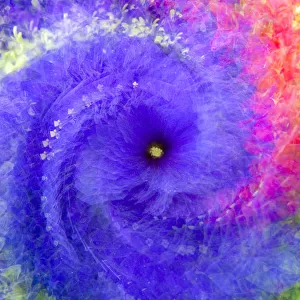 Multiple exposure of flowers with twirl for abstract effect