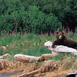 N. A. USA, Alaska, Hallo Bay Brown Bear - Ursus arctos