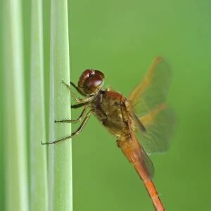 Needhams Skimmer, Libellula needhami, adult on Cattail, Willacy County, Rio Grande Valley