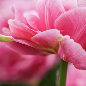 Netherlands, Lisse. Closeup of the underside of soft pink tulip flower