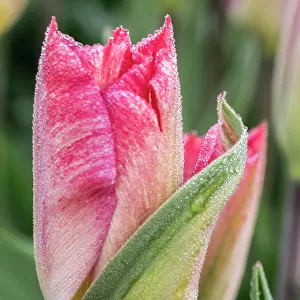 Netherlands, Noord Holland. Closeup of a pink variegated tulip