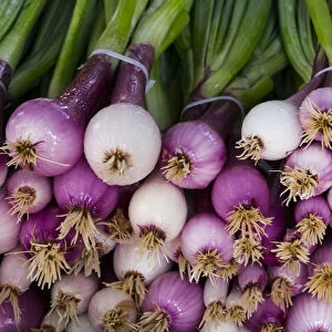North America; USA; Georgia; Savannah; Fresh onions at Forsyth Market in downtown