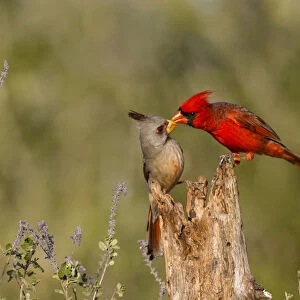 Northern Cardinal (Cardinalis cardinalis) challenging Pyrrhuloxia (Cardinalis sinuatus)