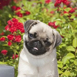 Pug puppy in red roses