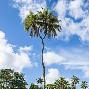 Very rare double headed palm tree, Tongatapu, Tonga, South Pacific