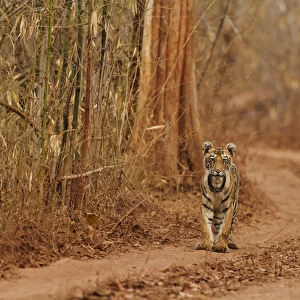 Royal Bengal Tiger cub on the move, Tadoba Andheri Tiger Reserve, India