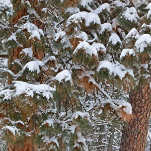 Snow fills the boughs of ponderosa pine trees at Flathead Lake State Park, Montana, USA