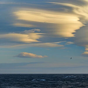 South Georgia Island. Albatross soars past lenticular clouds at sunset
