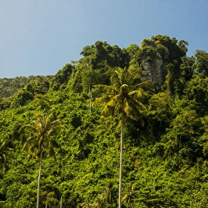 Southeast Asia; Thailand; Puhket; Phi Phi Islands; Hillside of Palms and fresh green trees